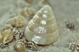 mother-of-pearl-393254_1920-1