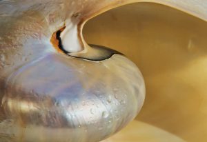 shell-602276_1920