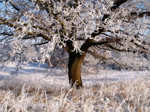 winter frost
